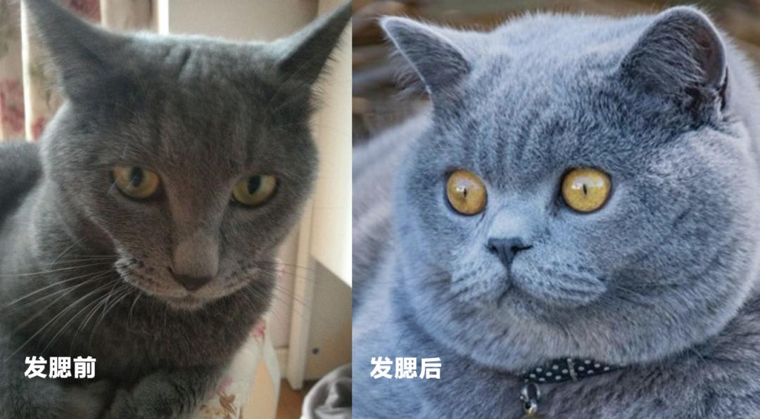 脸腮部又胖了,脸越来越胖脖子越来越粗