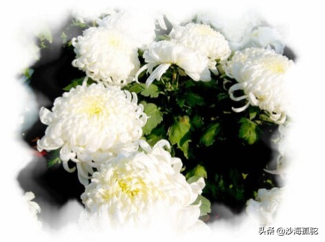 怀念天堂的慈母,怀念天堂慈母