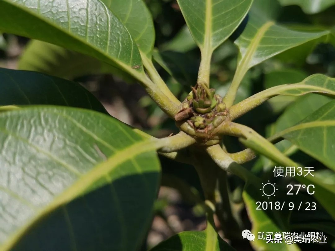 芒果催花药配方及技巧,天气冷了芒果怎么催花