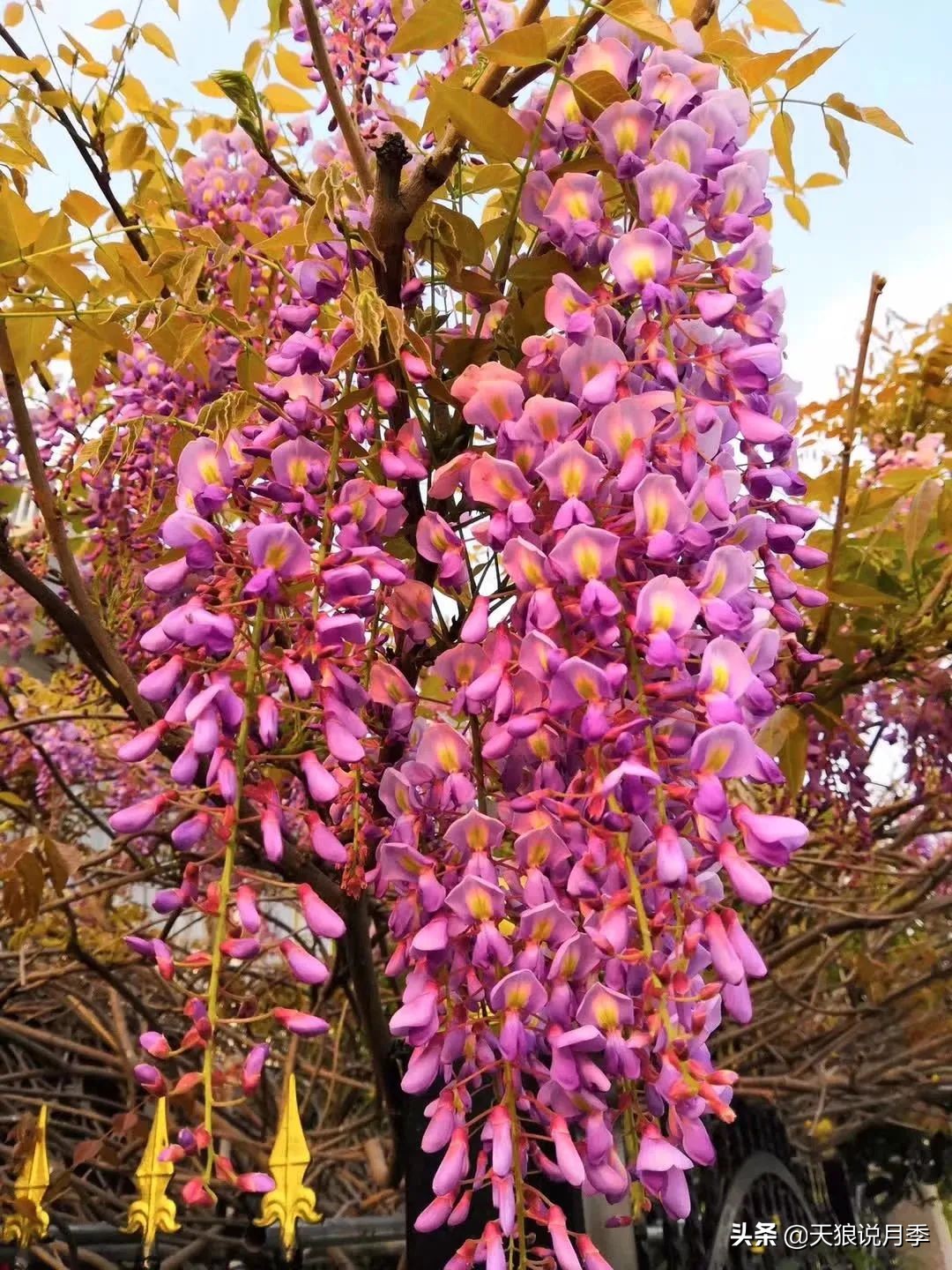 不用再羡慕别人家的院子,庭院养护全攻略