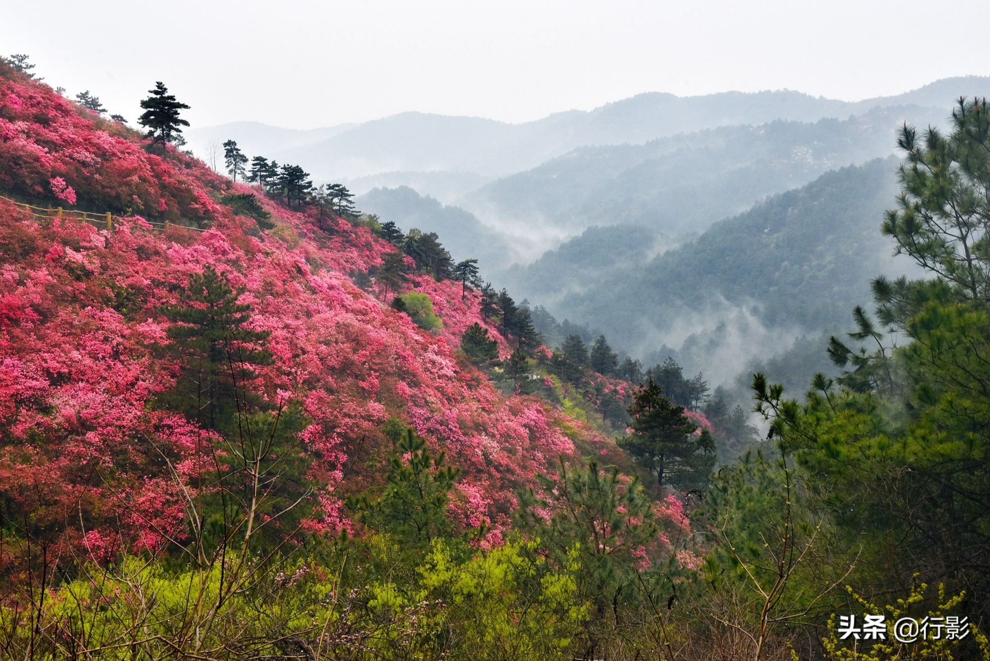网红景点武汉云雾山,是何美景让三十万人趋之若鹜,天天爆满?