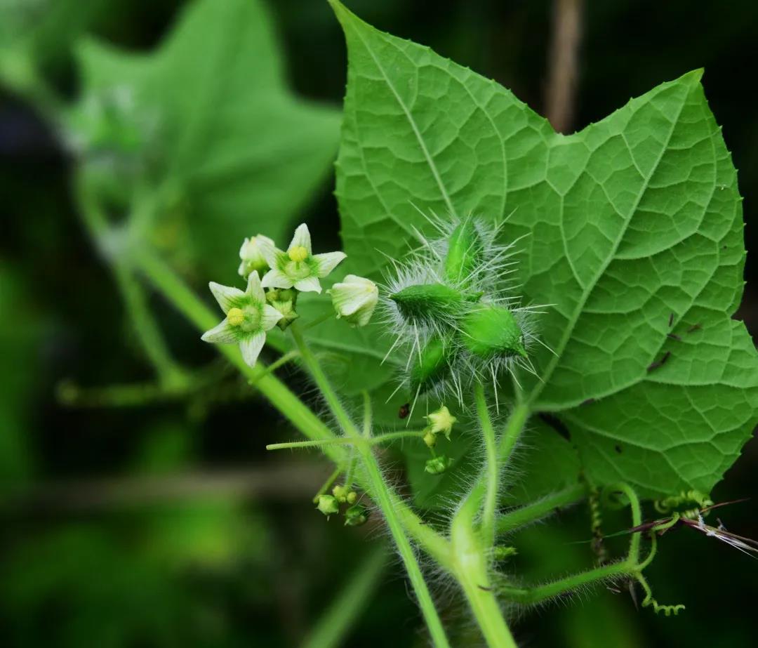 看花与哲学有什么关系？听听博物君刘华杰怎么说|荐展No.80