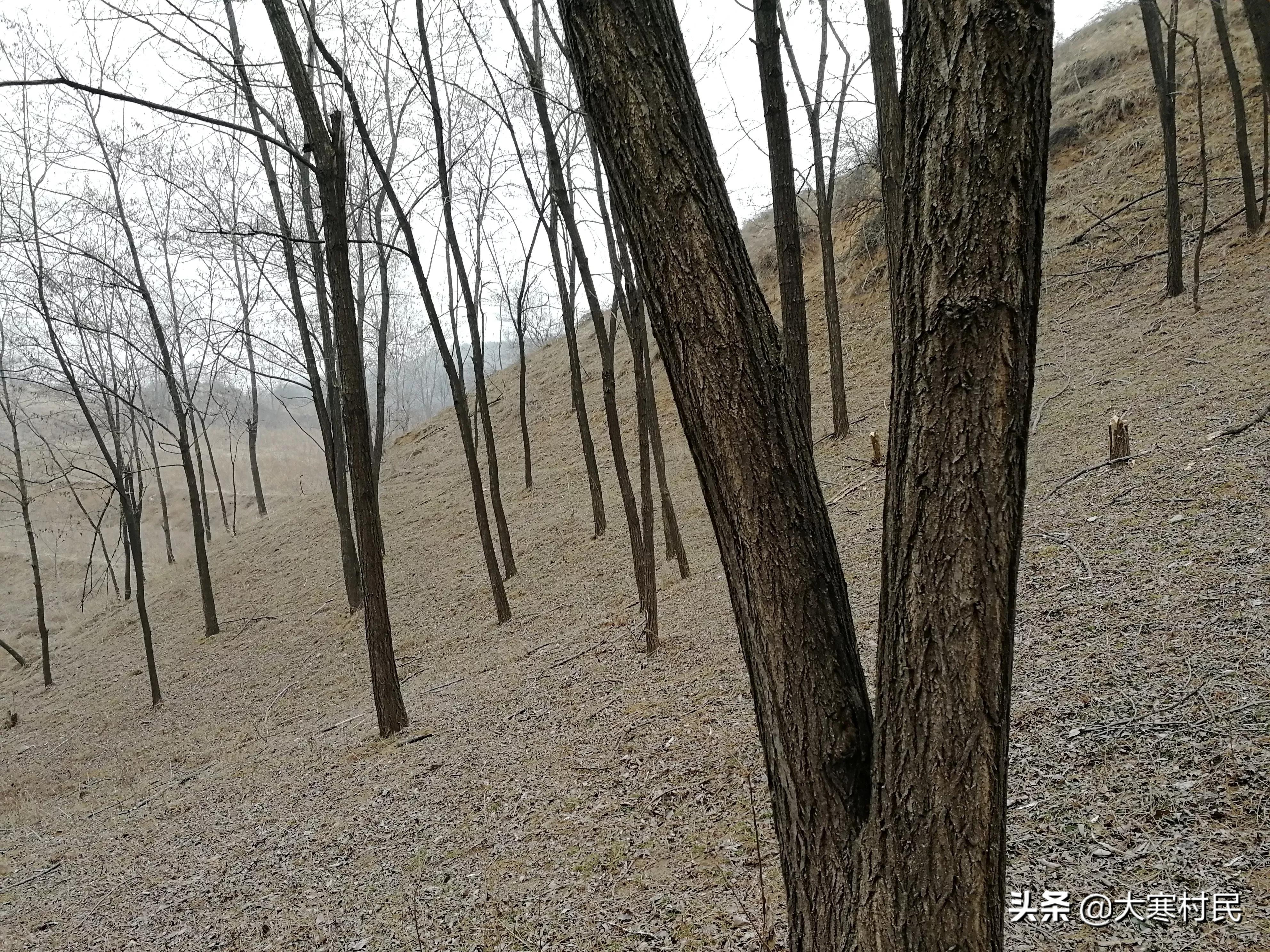 想象春天,想象中的春天