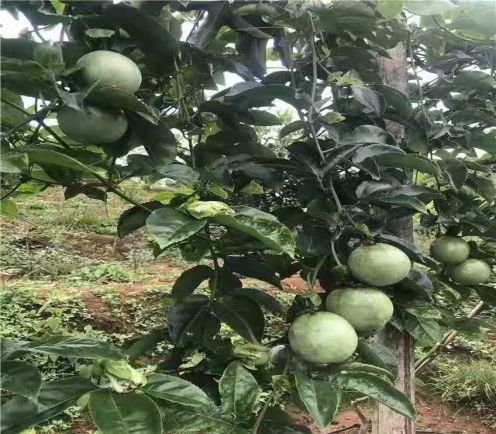 贫困户脱贫的几点思考,贫困户脱贫致富之路