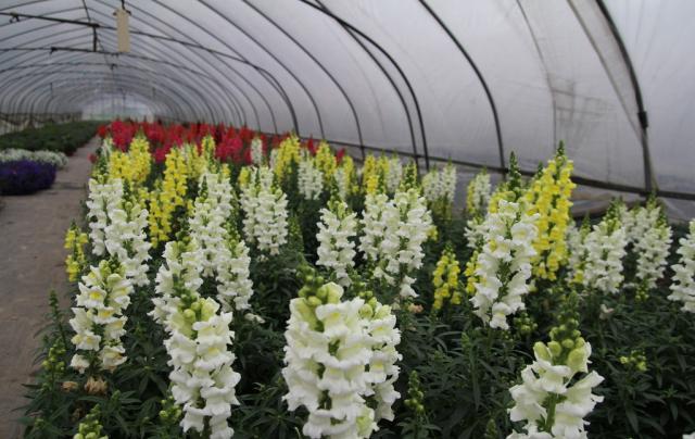 金鱼草的日常养护和注意事项,金鱼草的养殖方法和注意事项图片