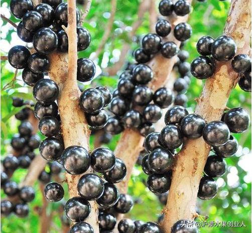 四五月份当季成熟的水果有哪些,推荐这九种当季水果千万别错过