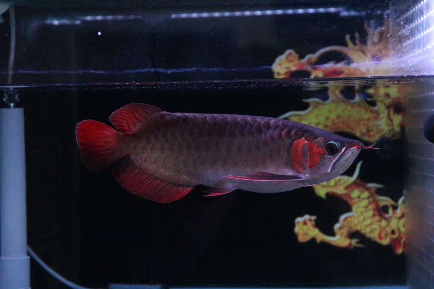 从科学层面谈硝化细菌，这篇看懂的都是大神！