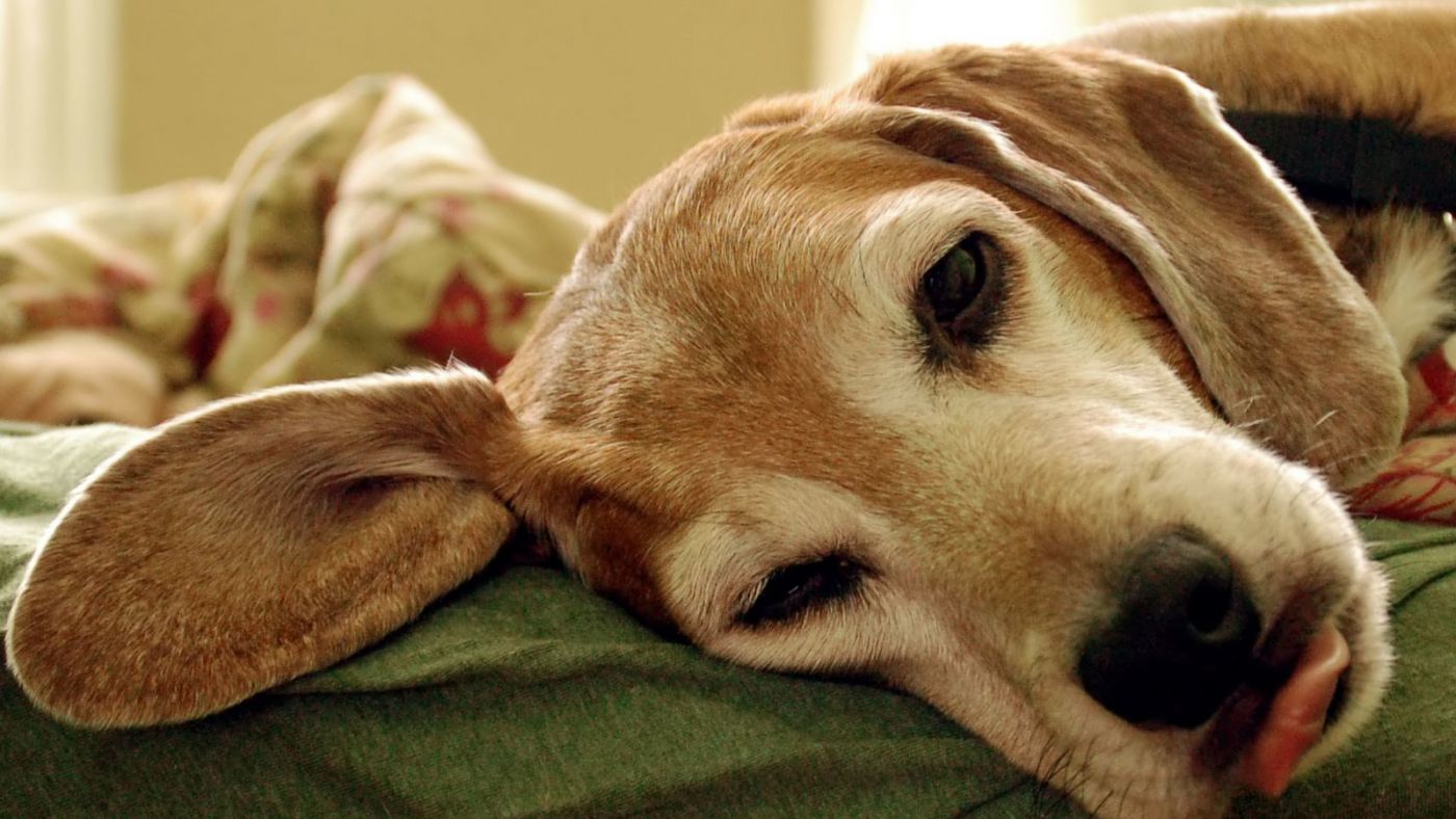 狗狗睡觉一阵一阵的发抖还叫,狗狗睡觉呼吸急促抽搐怎么回事