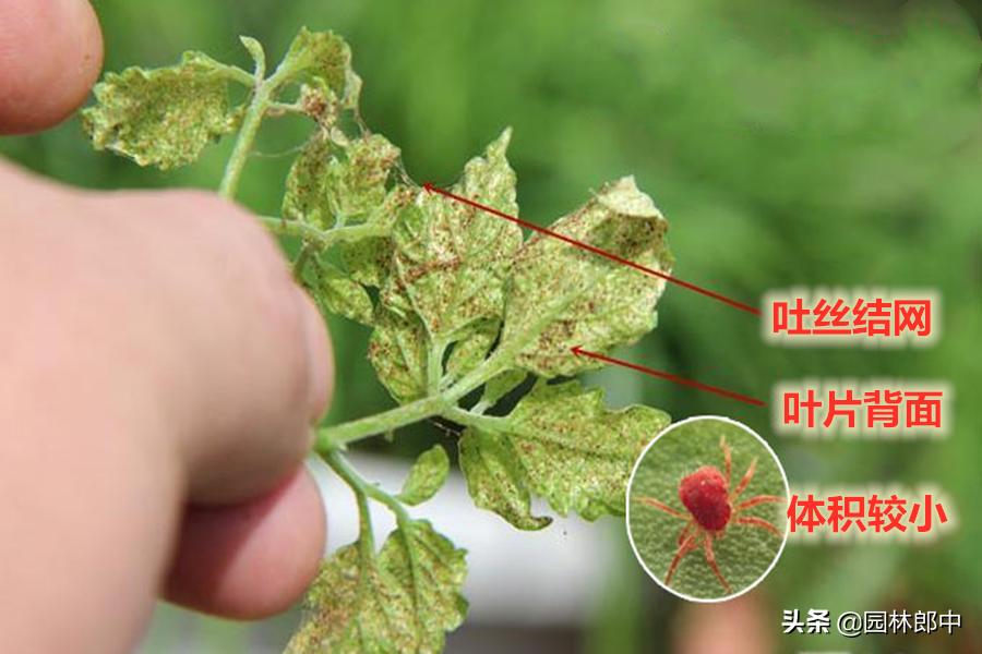 冬季有红蜘蛛需要防治吗,红蜘蛛物理防治最佳时间