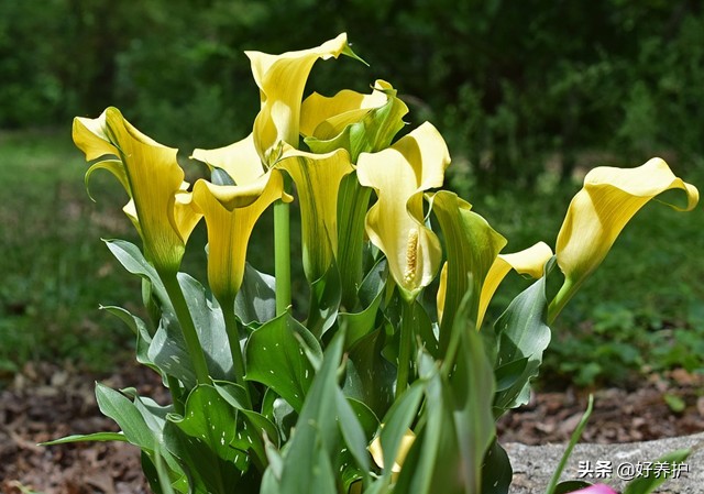 马蹄莲有毒吗对人体有害吗,养马蹄莲的禁忌