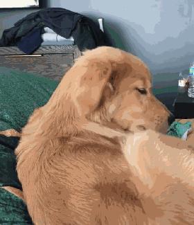 狗的爪爪可以不剪吗,狗的爪子有多厉害