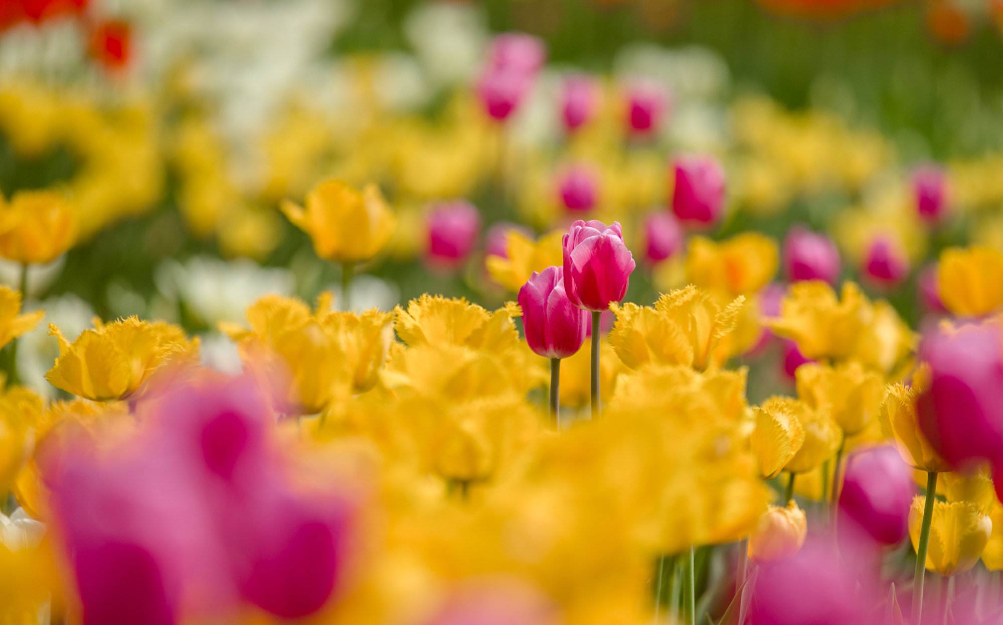 郁金香济南哪里最好,济南万象城郁金香
