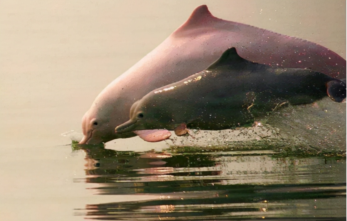 十大稀有美人鱼,中国十大不明生物美人鱼