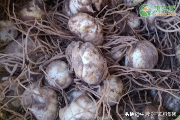 食用百合种球的种植方法,百合种球的种植方法