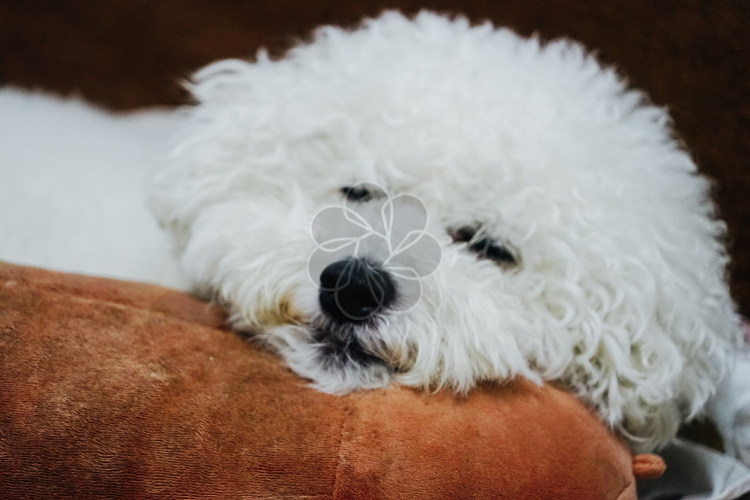 比熊犬的泪痕怎么处理呢,比熊犬泪痕很严重怎么办
