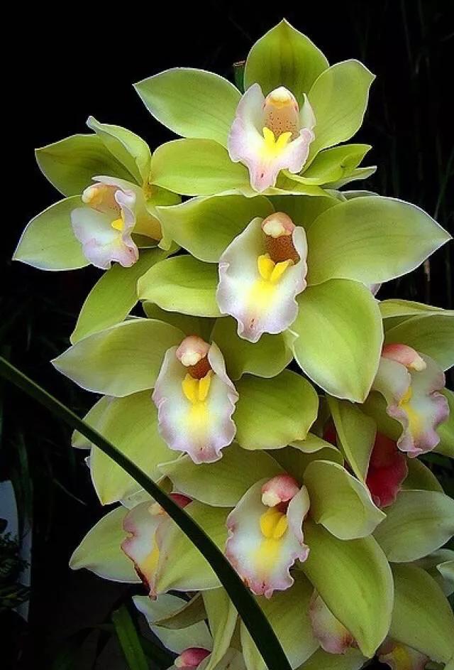 顶级珍稀兰花品种大全视频,珍稀兰花摄影