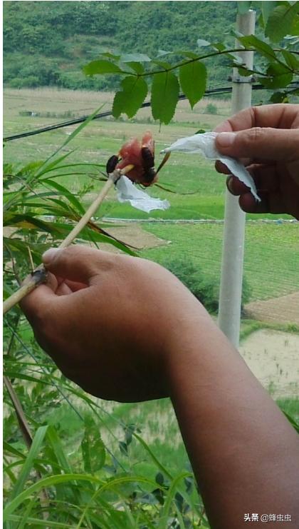 蜜蜂养殖户面对马蜂的攻击，想了几种防治马蜂的办法，哪种最有效