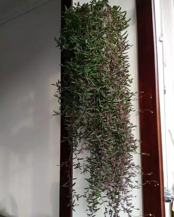 多肉吊兰哪种比较好养,哪种吊兰多肉耐寒耐晒