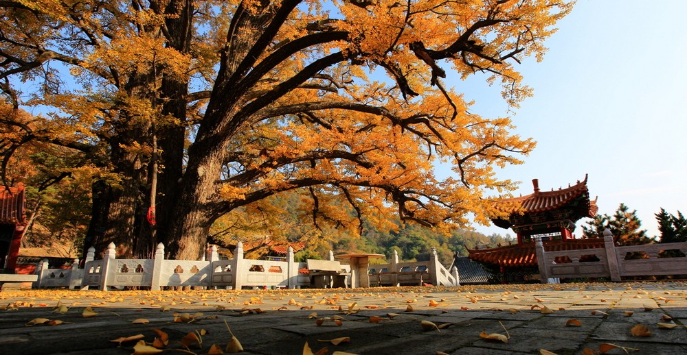 鲁山文殊寺,云雾缭绕人间仙境的寺庙大佛