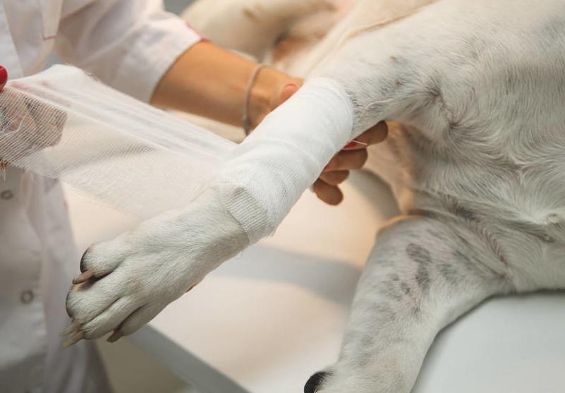 狗狗舔伤口有什么危害,为什么狗狗不能舔伤口