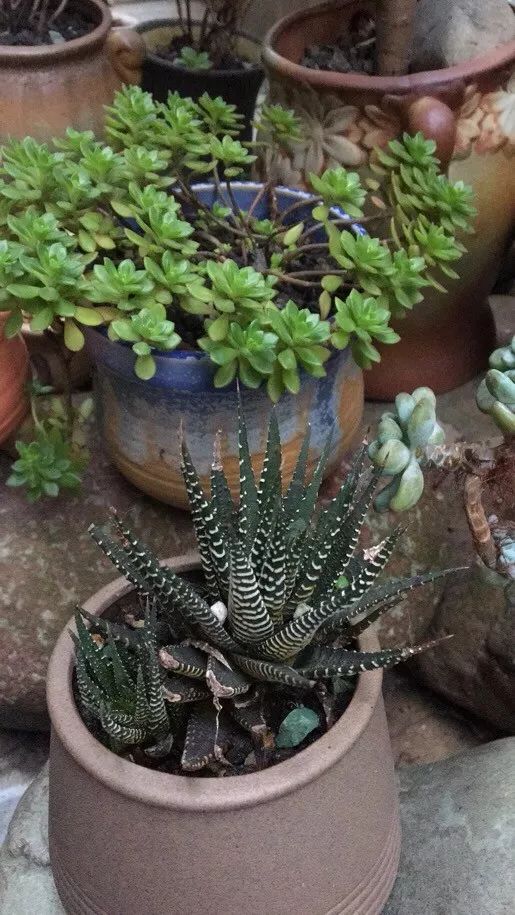 转角遇见多肉,遇见多肉治愈自己