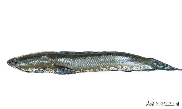 黑鱼经济,工厂化高密度黑鱼养殖效益分析