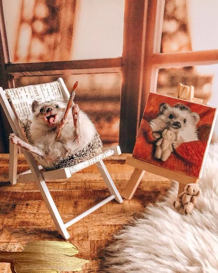 Ins上最火的网红小刺猬，拍写真，出自传，住别墅