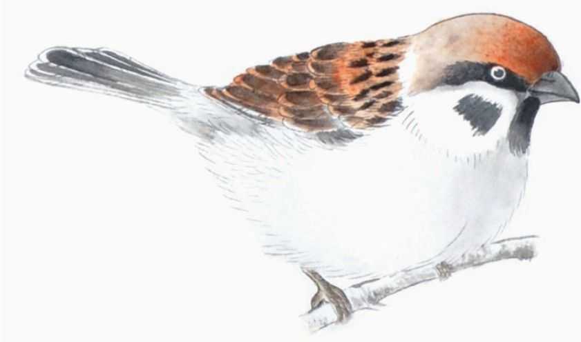 禽鸟工笔画法：分步骤讲解麻雀白描的设色技法，简单易学，收藏