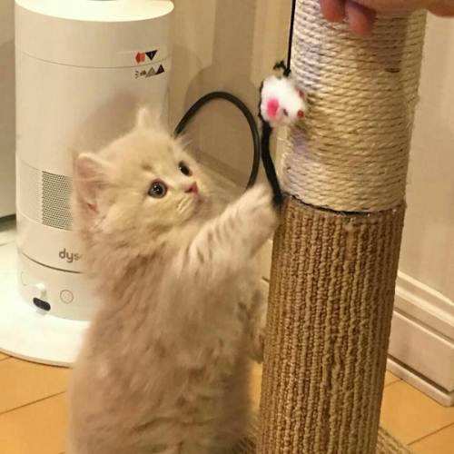 猫咪的脚毛怎么处理,猫咪脚毛为什么要剪