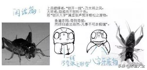 金鱼要怎样买才不会被坑,买金鱼的时候如何选才好