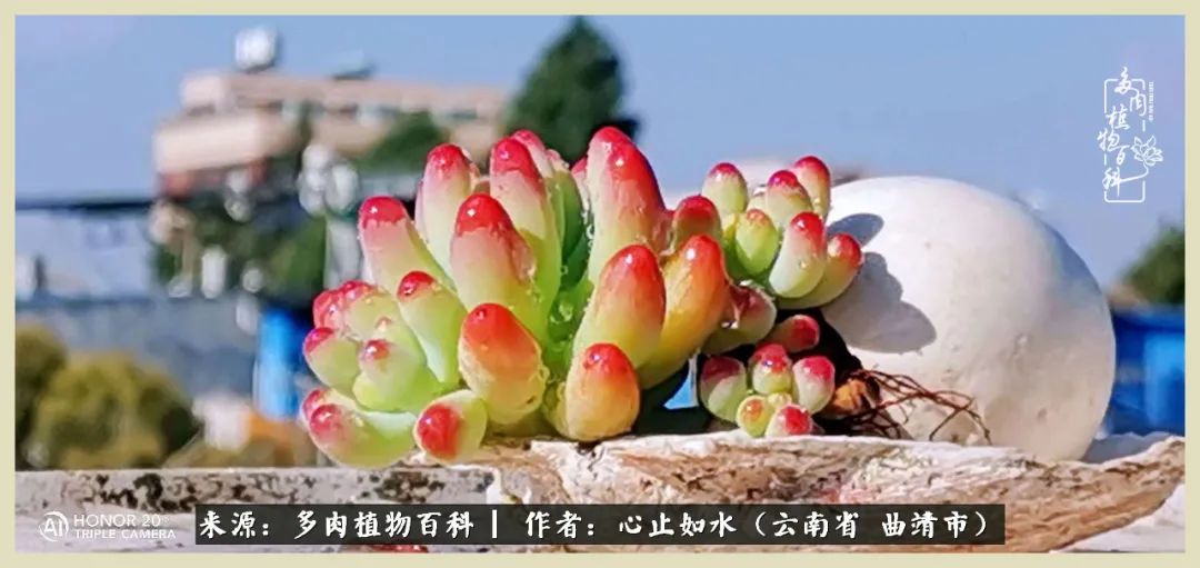 景德镇精品拇指多肉盆,轻奢多肉拇指盆3.5