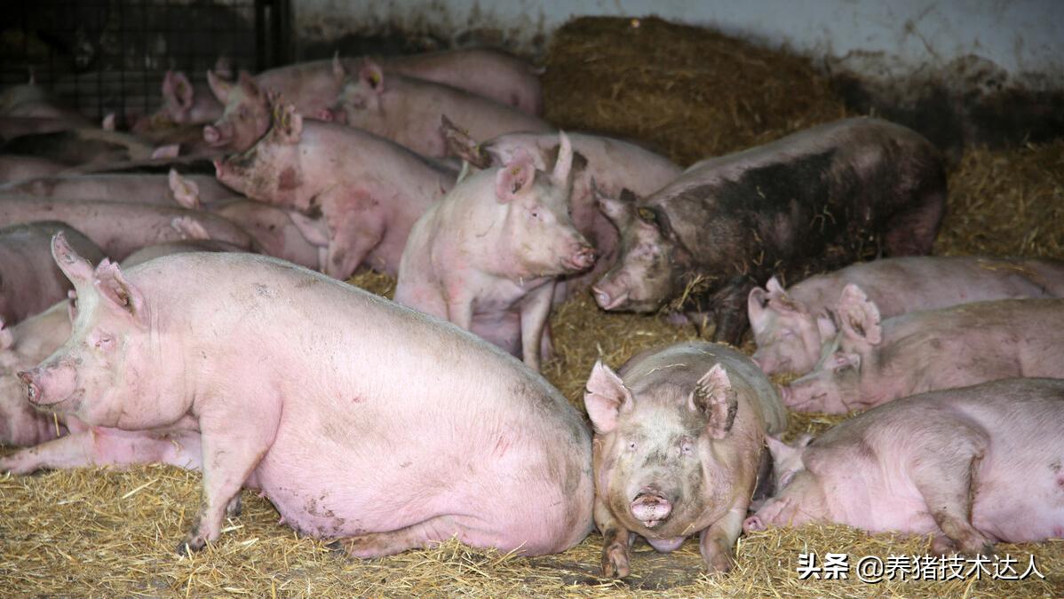 母猪产前不吃打什么针,母猪产前不吃怎么办