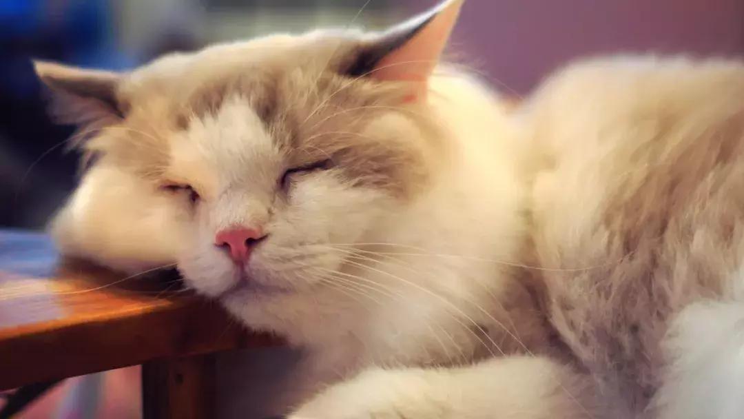 照顾怀孕猫咪,猫咪怀孕有哪些表现该如何照顾