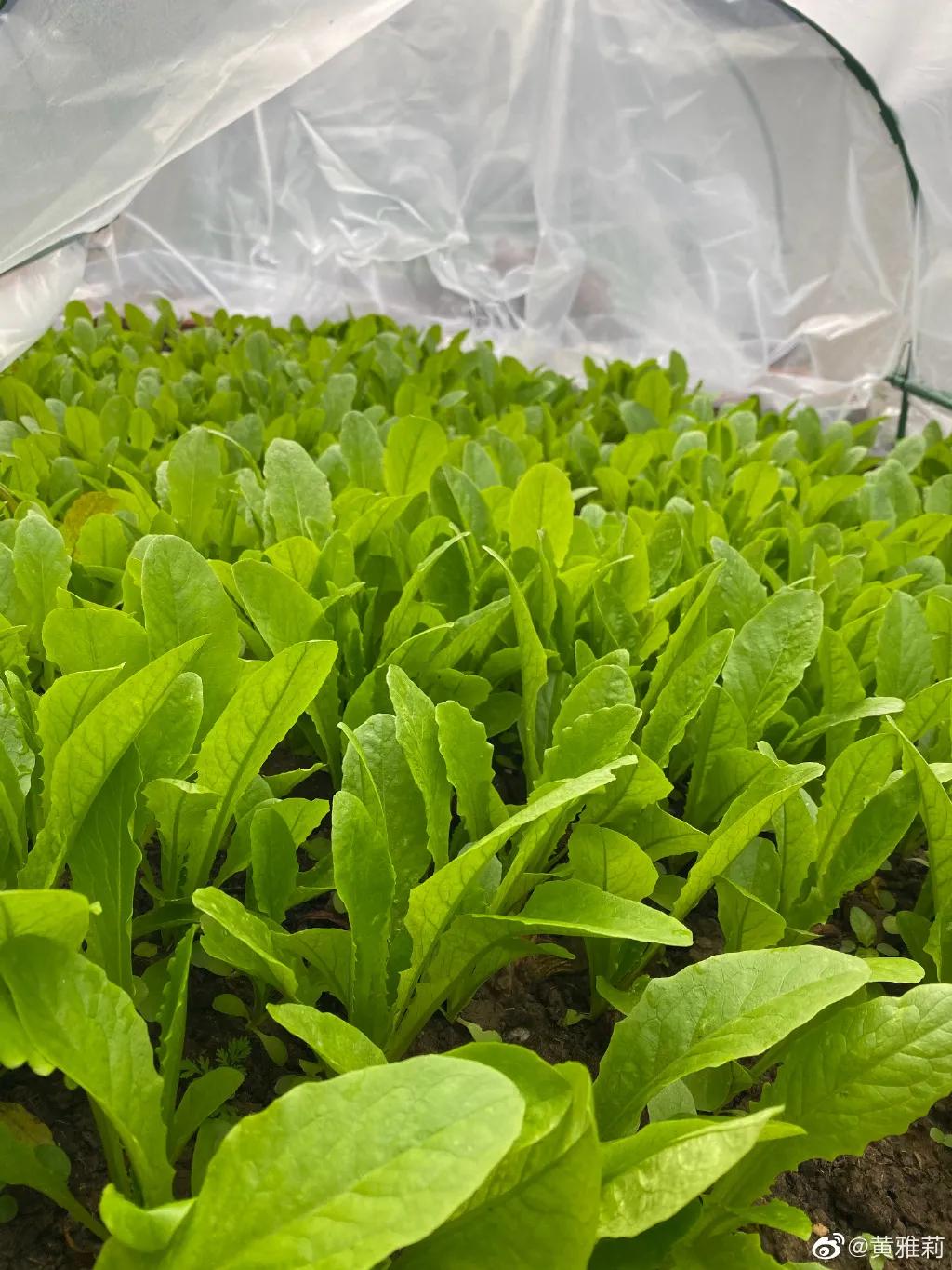 城市版的李子柒,李子柒真实的豪宅变化