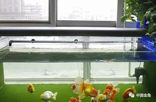 家庭养殖金鱼怎么养,饲养金鱼的正确方法
