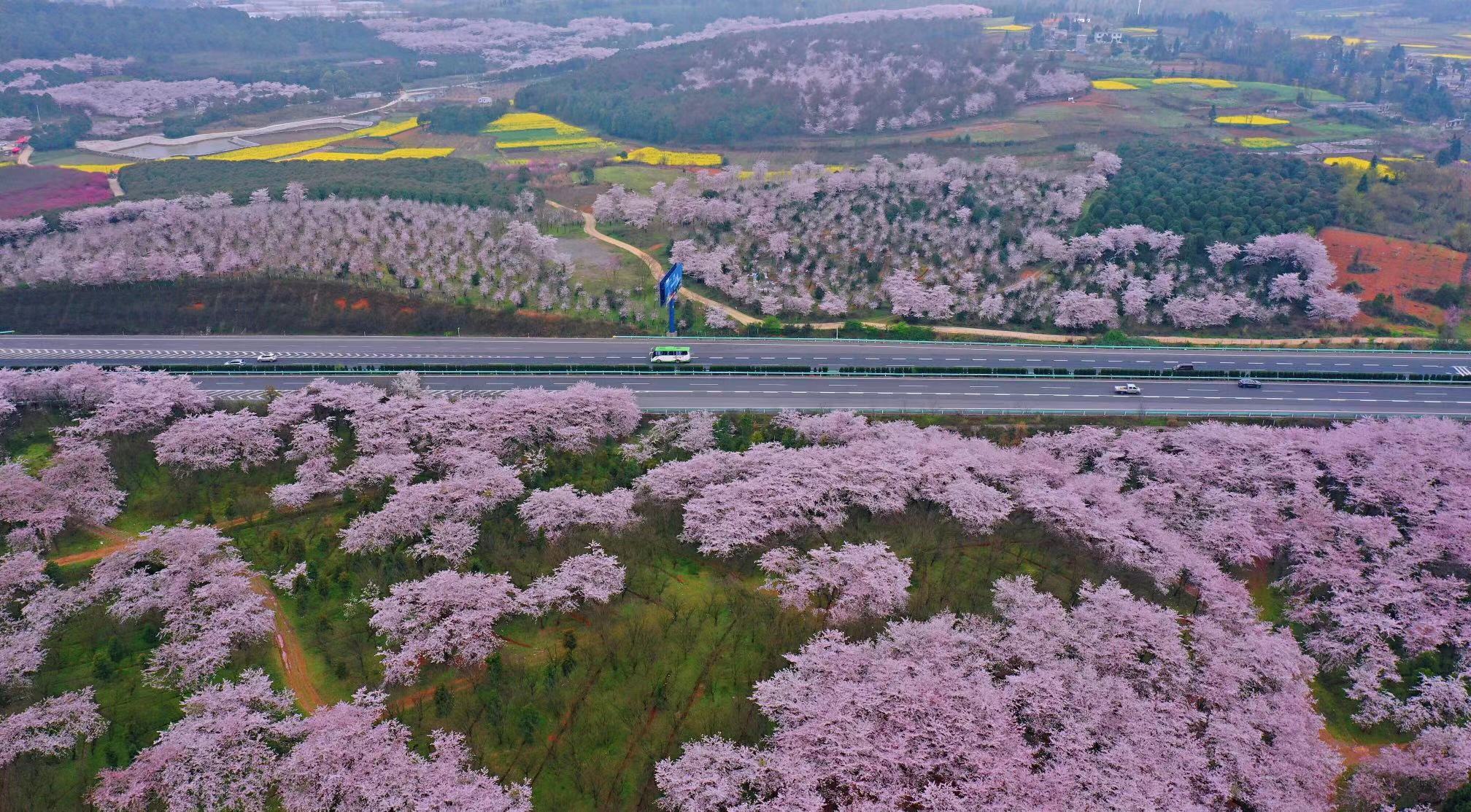 日本人看火遍全网的贵州平坝樱花,贵州平坝的樱花什么时候观赏最佳
