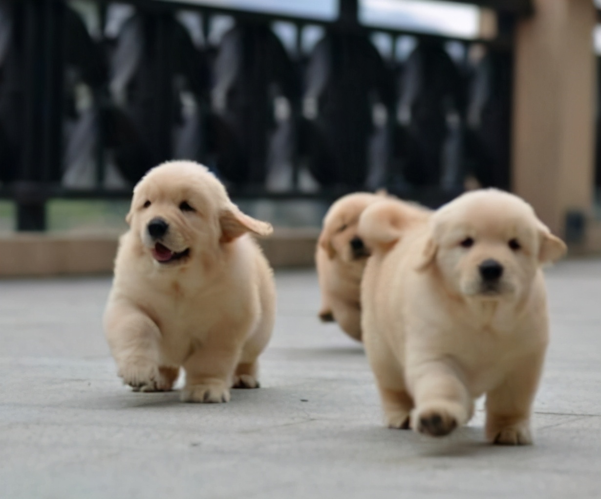 狗狗价格贵有什么区别,狗狗800元与8000元的差别