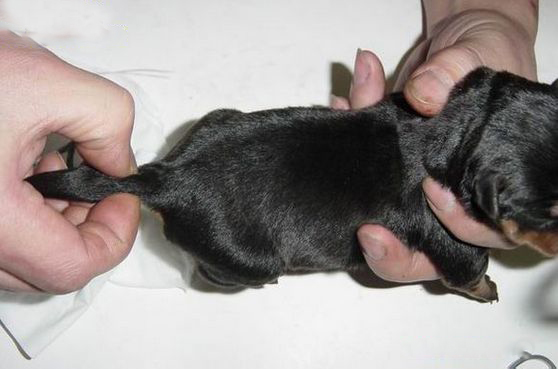 成年罗威纳犬多少钱一只纯种,罗威纳长嘴立耳是纯种的犬吗