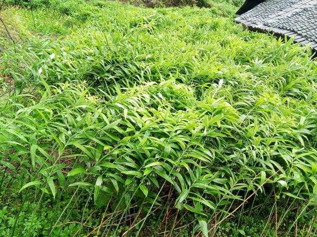 农村山野里的鸡头参你认识它吗,冬季怎样去山里挖鸡头参