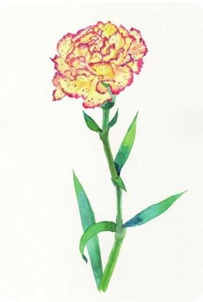 只需7步,就能画出这么美的康乃馨,艺术生快来学习临摹吧,收藏