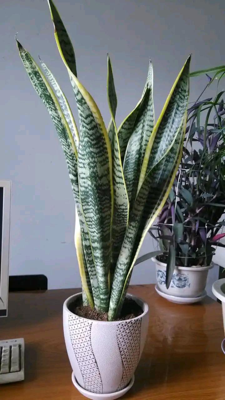 浇水过多死的植物,最容易浇死的6种花