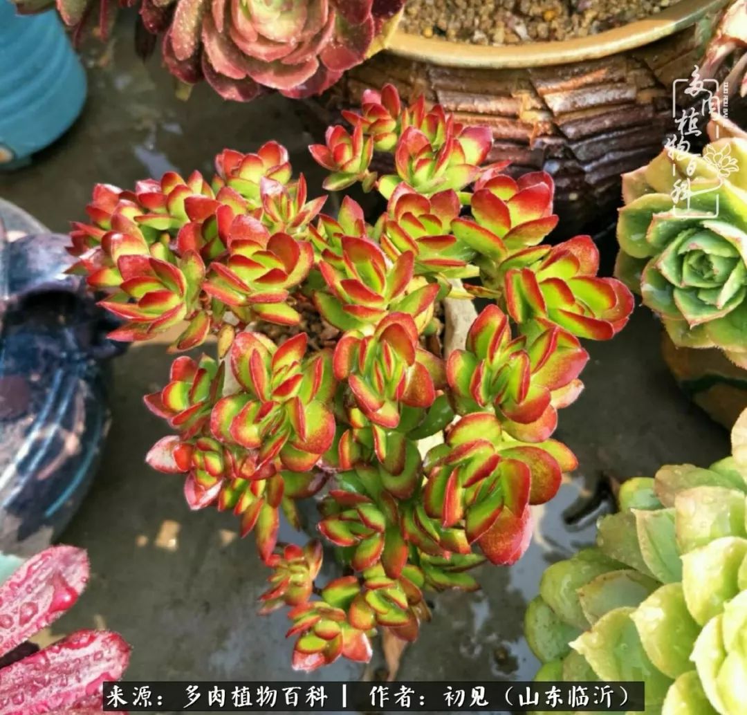 四季颜值在线的多肉,多肉的每一天