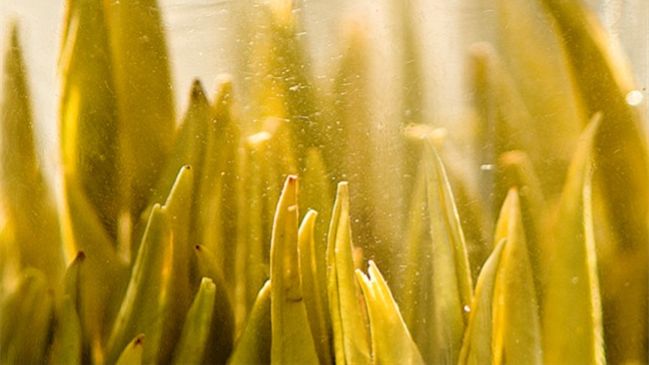 最全入门茶知识这一篇就够了,最全中国茶基础知识学茶必备