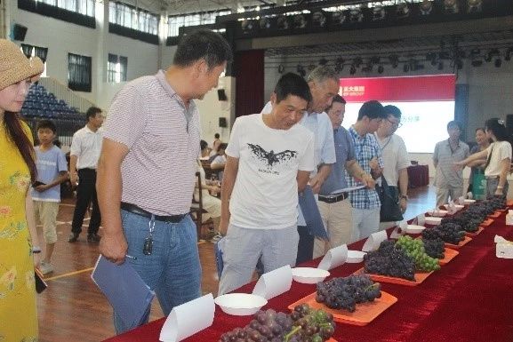 插上农业物联网的翅膀，慈溪葡萄能否扭转产业局面？