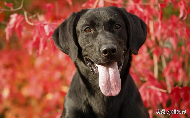 狗狗不好好吃饭的原因有哪些,小狗狗一星期不吃粮是为什么