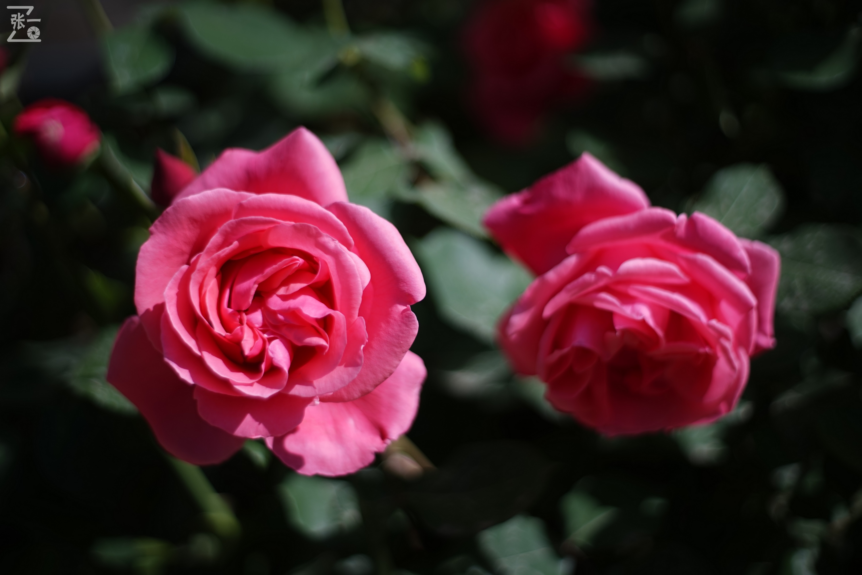 凤凰国产50mm镜头,凤凰索尼e口镜头