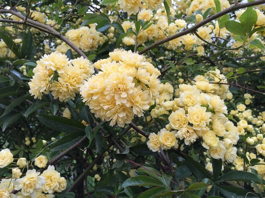 开到荼蘼唱的是什么,歌词中有开到荼蘼