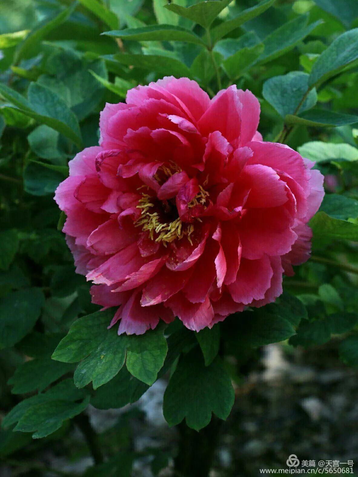 古今贤文牡丹赋,历代牡丹诗赋