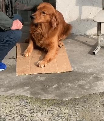 狗狗突然生病并且抽搐是怎么了,狗狗突然全身抽搐僵硬是什么原因