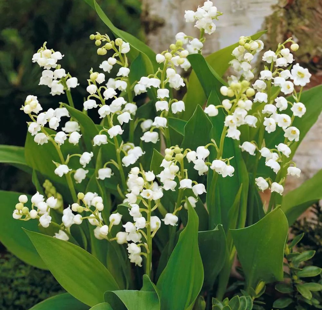 鎴峰涓嶈兘瑙︾鐨勬瘨鑺辨湁鍝簺,鍝簺姣掕姳涓嶈兘瑙︾